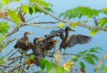 busy signals affect persistence