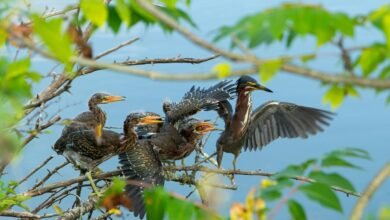 busy signals affect persistence